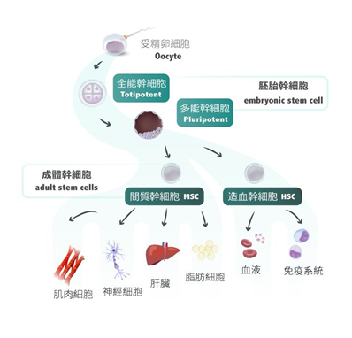 战糖营核心疗法干细胞疗法是干预糖尿病及并发症有效方法