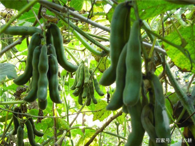 这当季的豆子,饱含毒性,南方人却常种植,很多人管不住嘴