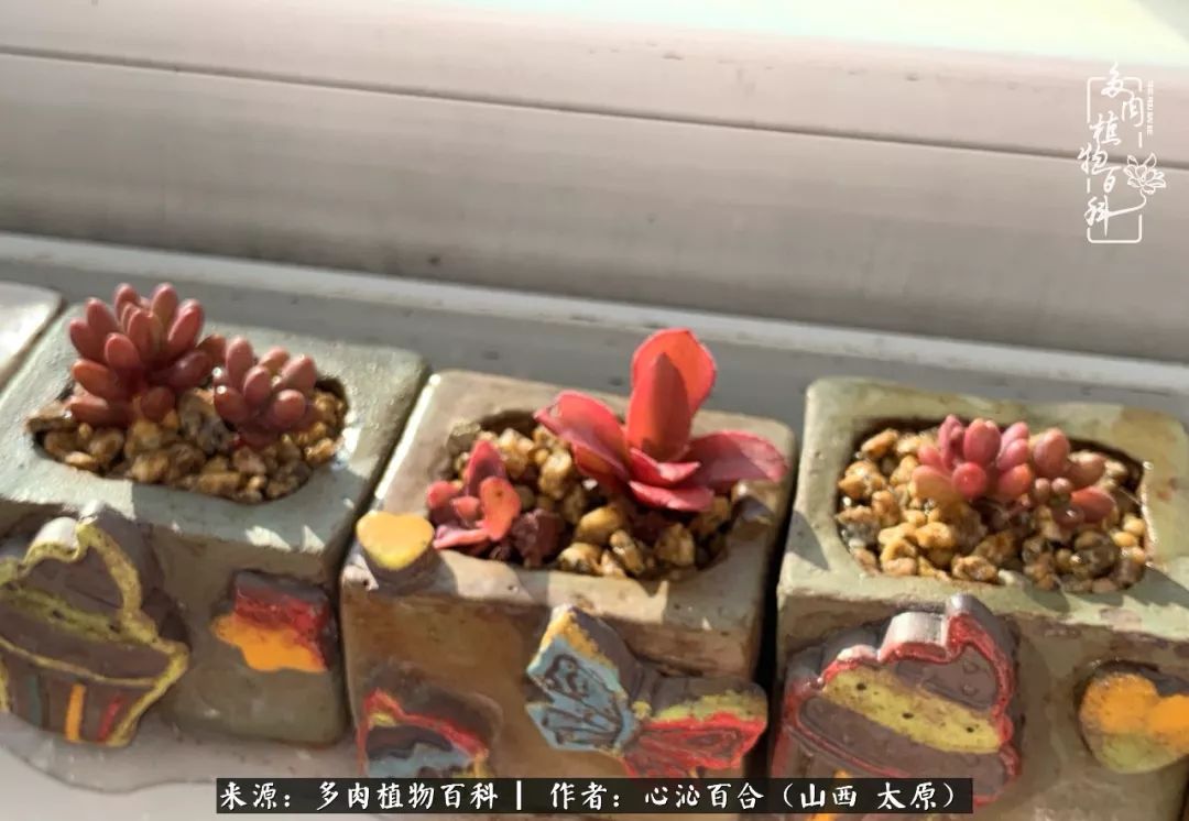 萌萌哒的冰激凌拇指盆种的迷你肉都变色了!
