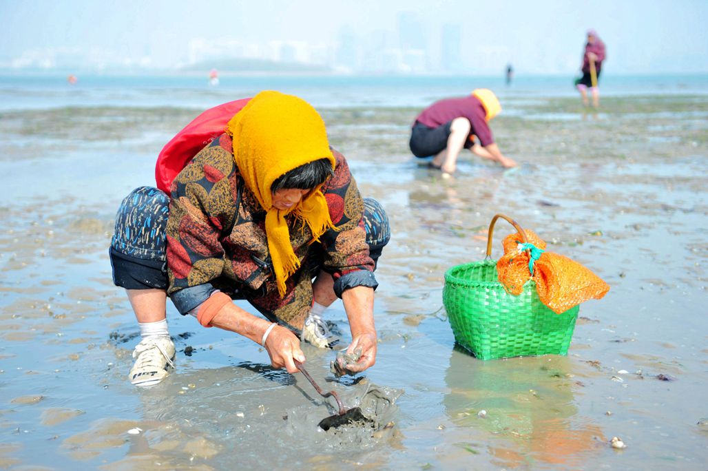 落大潮唐岛湾赶海,挖捡鲜美海鲜,现都市渔家风情