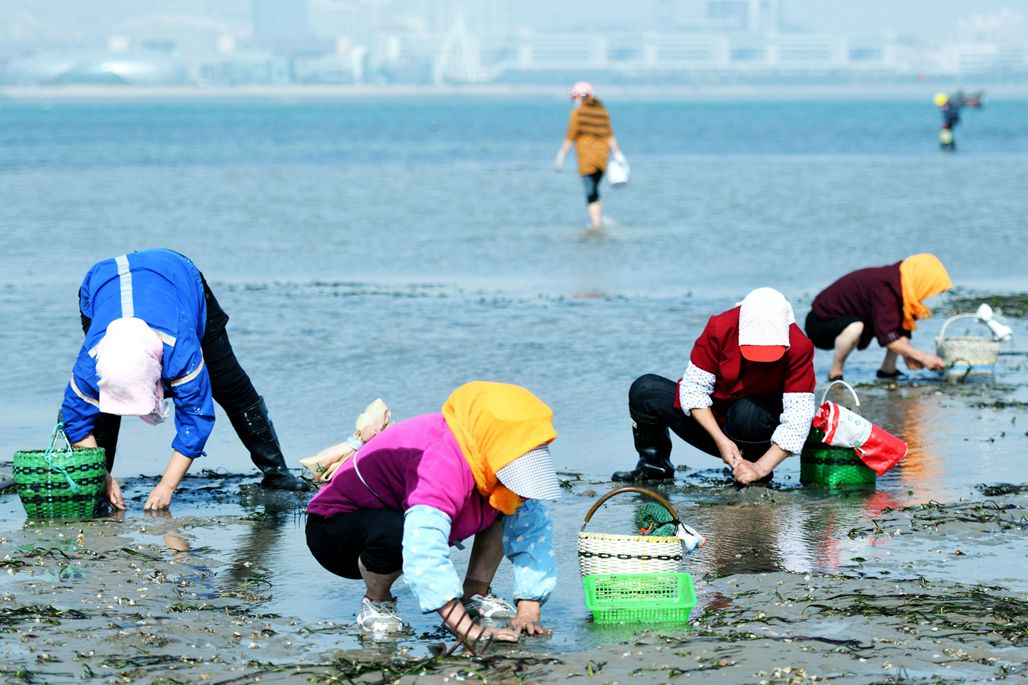 落大潮唐岛湾赶海,挖捡鲜美海鲜,现都市渔家风情