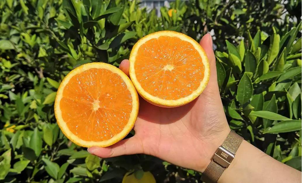 九个月可以吃橙子吗 41e4755935de4a598525d6b092c09cf1.jpeg