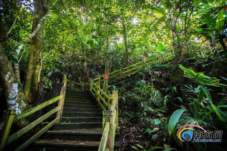 瞰海南·特别策划|感受森呼吸 "飞阅"五指山