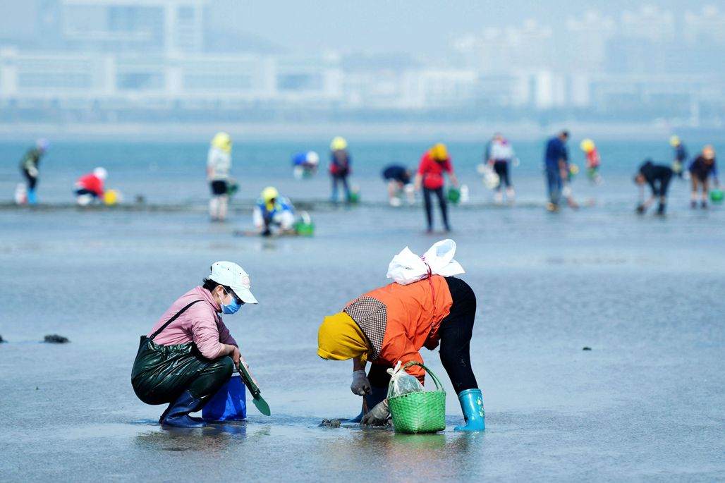 落大潮唐岛湾赶海,挖捡鲜美海鲜,现都市渔家风情