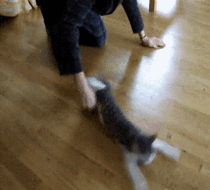 出门遛猫结果猫当场去世真凶不只是应激反应