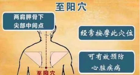 胸闷,心率过快,心悸,心肌缺血等问题,一定要学会利用至阳穴来改善自己