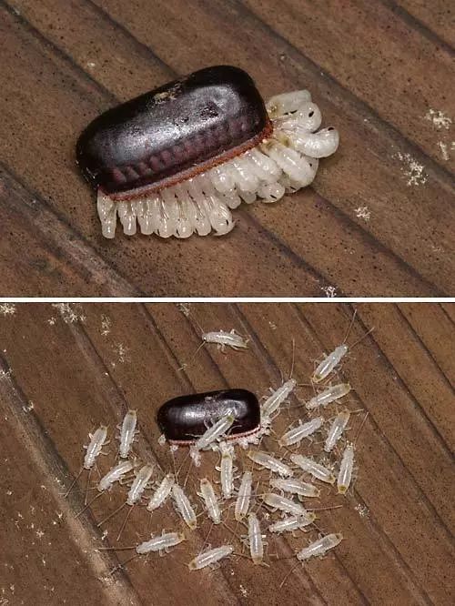 蟑螂住在哪?爱吃啥?