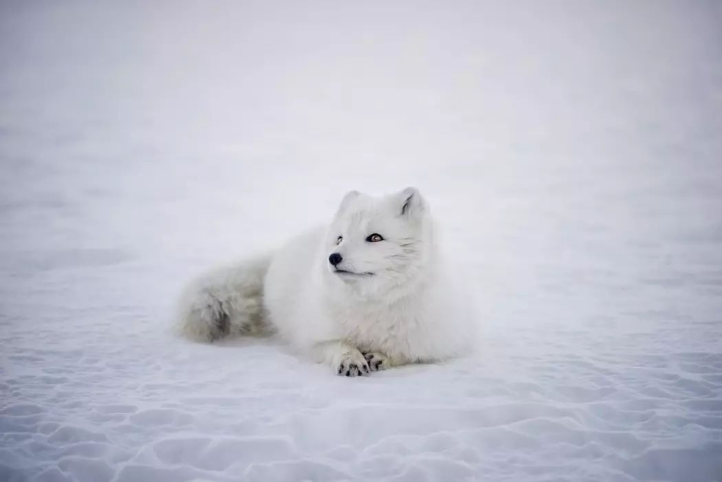 北极狐 arctic fox