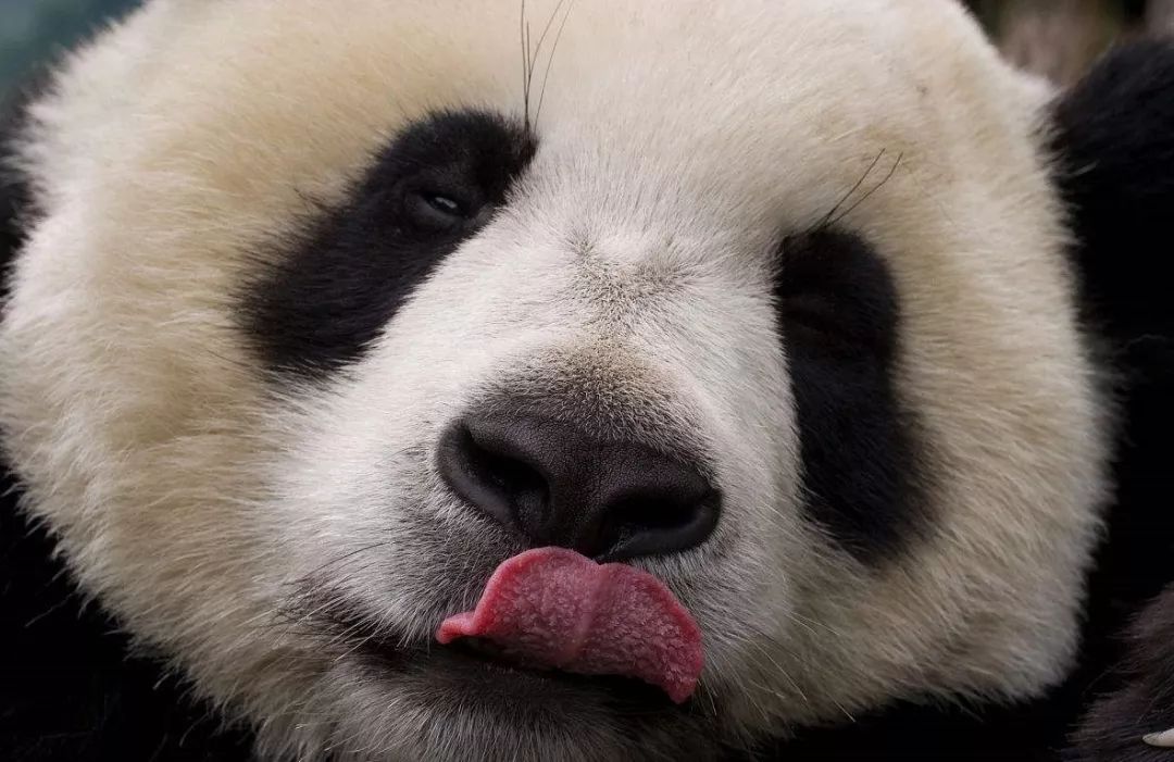 大熊猫是食肉目,熊科,大熊猫亚科和大熊猫属唯一的哺乳动物,体色为