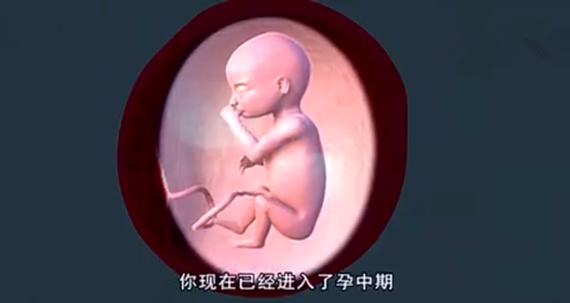 3d组图带你看孕中期胎儿发育全过程胎儿成形的那一瞬太神奇