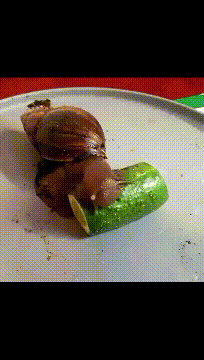 搞笑GIF：一只喜欢吃黄瓜的蜗牛，我是不是喂了一只假蜗牛 _段子