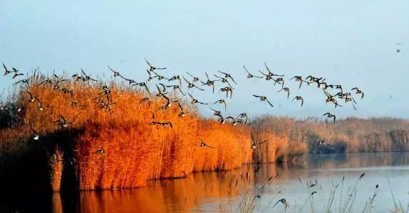 湖光水色 到沙湖看飞鸟 游鱼 体验不同的美景 时光