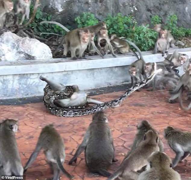 泰國一隻猴子被蟒蛇勒死 猴群圍觀愛莫能助 國際 第1張