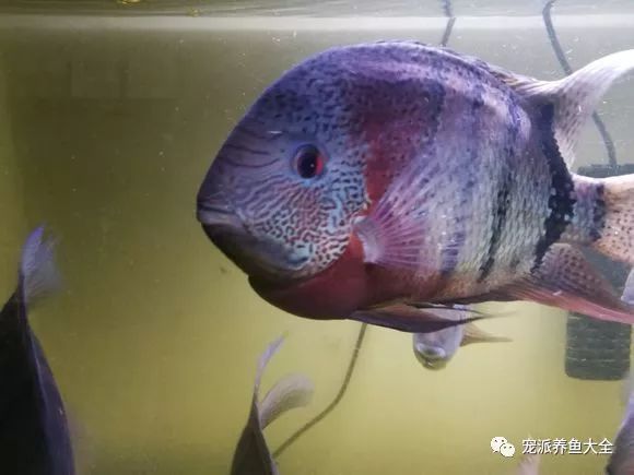 每日一鱼 | 帝王虎斑菠萝鱼：蓝面、红脖、金身…_图片