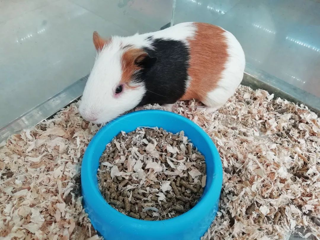 嗅觉排名_十大嗅觉猎犬排名