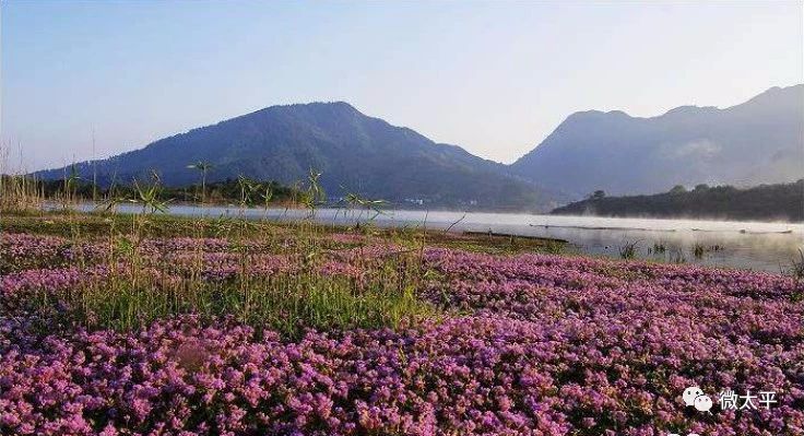 太平湖畔一场花开盛宴