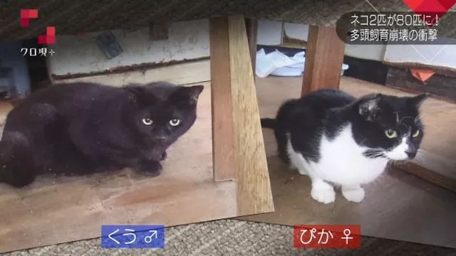 一间小屋养180只猫 这tm是猫王8 猫咪