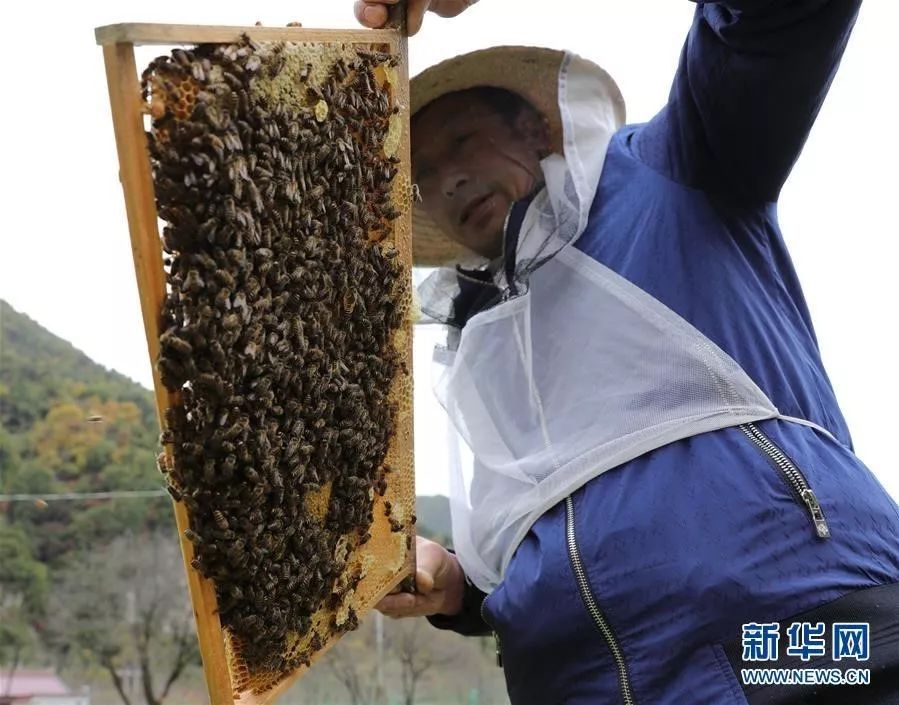 勤劳小蜜蜂协作脱贫路