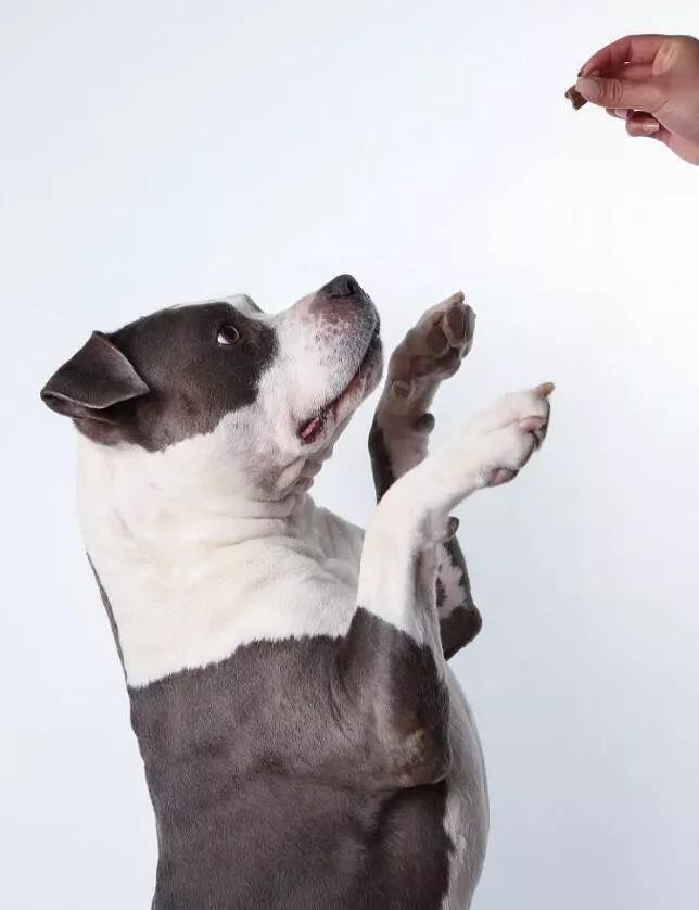 美国斯坦福梗，妥妥的万能犬！想入手了吗？