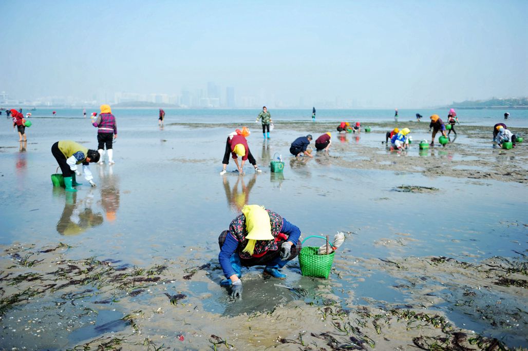 落大潮唐岛湾赶海,挖捡鲜美海鲜,现都市渔家风情