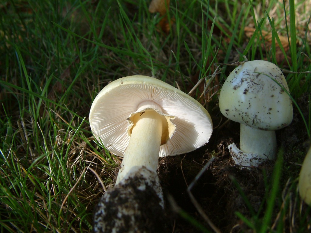 死亡帽蘑菇