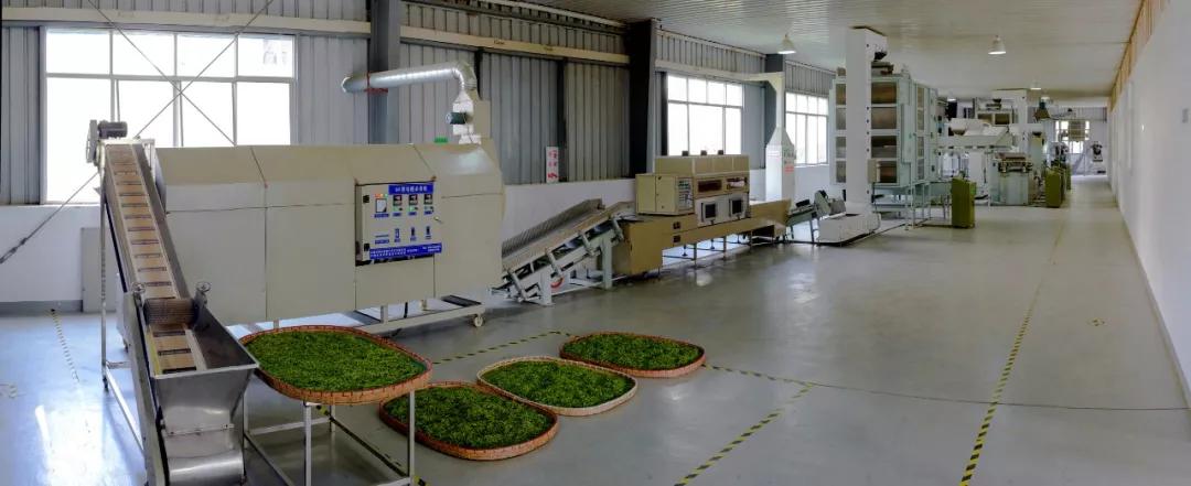 【茗边聚焦】茶叶标准化系列报道之⑩茶叶加工标准化工作概述