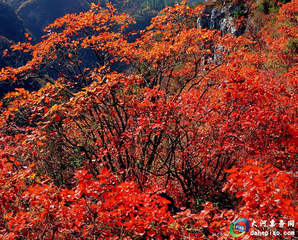 原标题:中国旅游景区大全之山西晋城王莽岭景区 当红叶红了时,在瑰丽