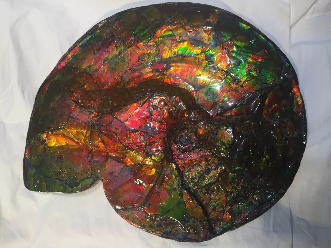 ammolite world 是世界上最大的彩斑菊石和化石供应商之一,在这里你