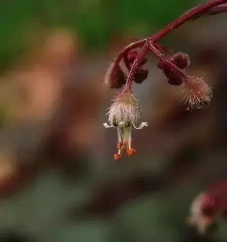 花的图片微信头像带叶子 142868cf2ff94d4ba4ccfcb96aef8942.jpeg