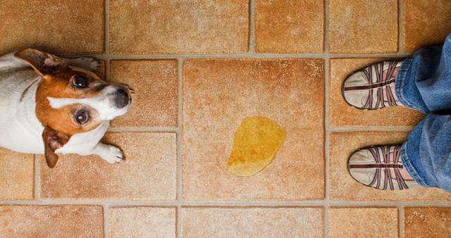  "Understanding Why Your Dog Not Eating on Vacation: Tips for a Stress-Free Trip"