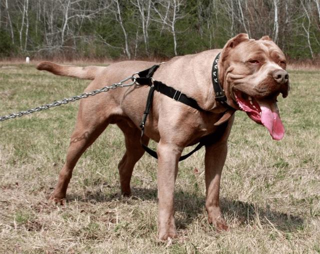 十大恶犬排名_十大恶犬排名介绍图