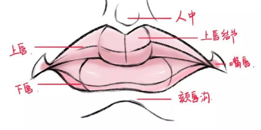 需要注意的是:嘴巴中心部位的突出,嘴唇的弧度.