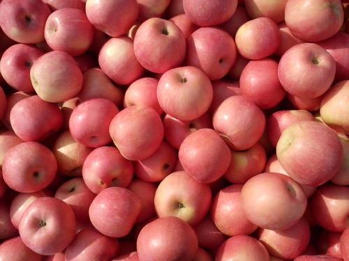 八个月婴儿每天吃半个苹果好吗 2f2adc0af93a441d8e2dad05cf3bd8a7.jpeg