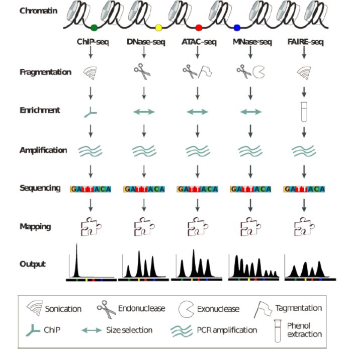 一文读懂表观遗传学研究利器——ATACseq技术及应用丨深度长文_DNase