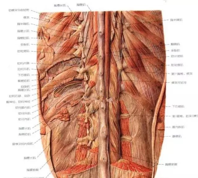 肩部压痛点分布:肩部压痛点(5)背伸肌群和背筋膜压痛点(4)胸椎横突尖