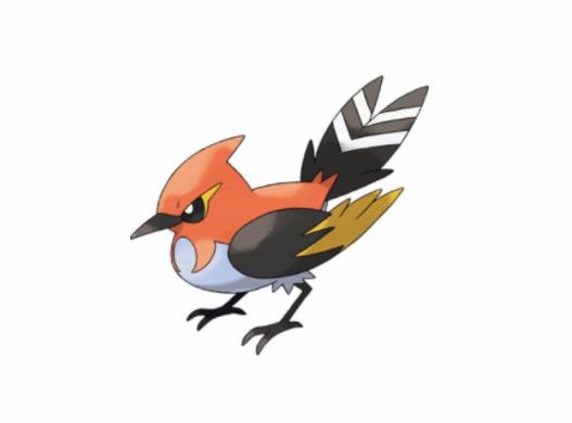 小箭雀进化成为火箭雀之后,不再被分类为知更鸟宝可梦,而是根据其有