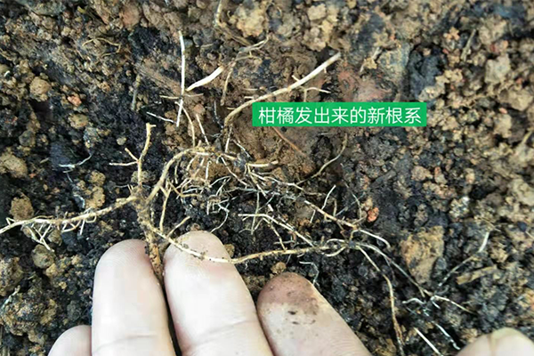 具体操作:使用根壮康直接在 沃柑上进行灌根 说明:灌根前,根腐病严重