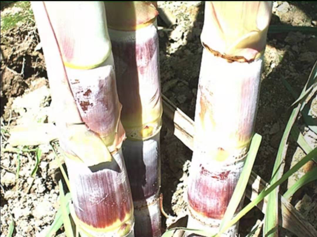 6bccb82cee284c2aa6743656b1952e51.jpeg