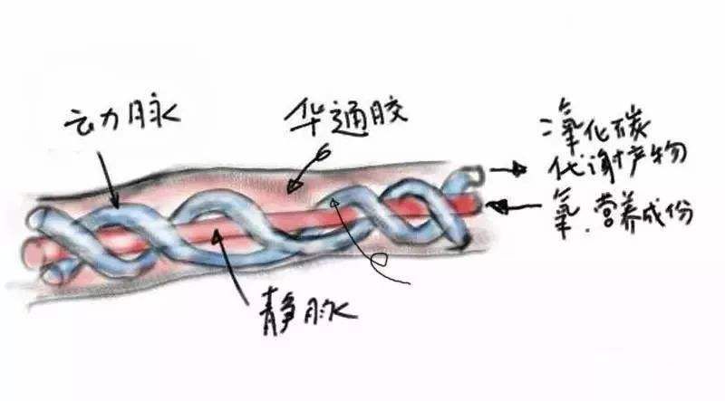 脐静脉沿着胎儿腹壁内面通过肝的血窦,脐动脉与胎儿主动脉相通连.