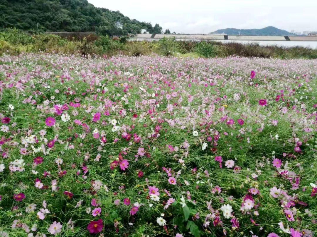 平阳惊现大面积波斯菊花海正值花期地点就在这