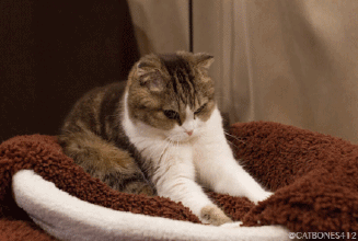壁纸 动物 猫 猫咪 小猫 桌面 327_220 gif 动态图 动图