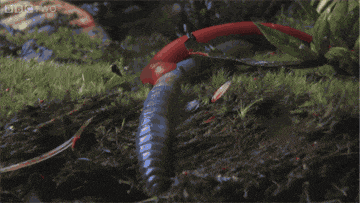 高清gif: 自然界的各种猎杀瞬间