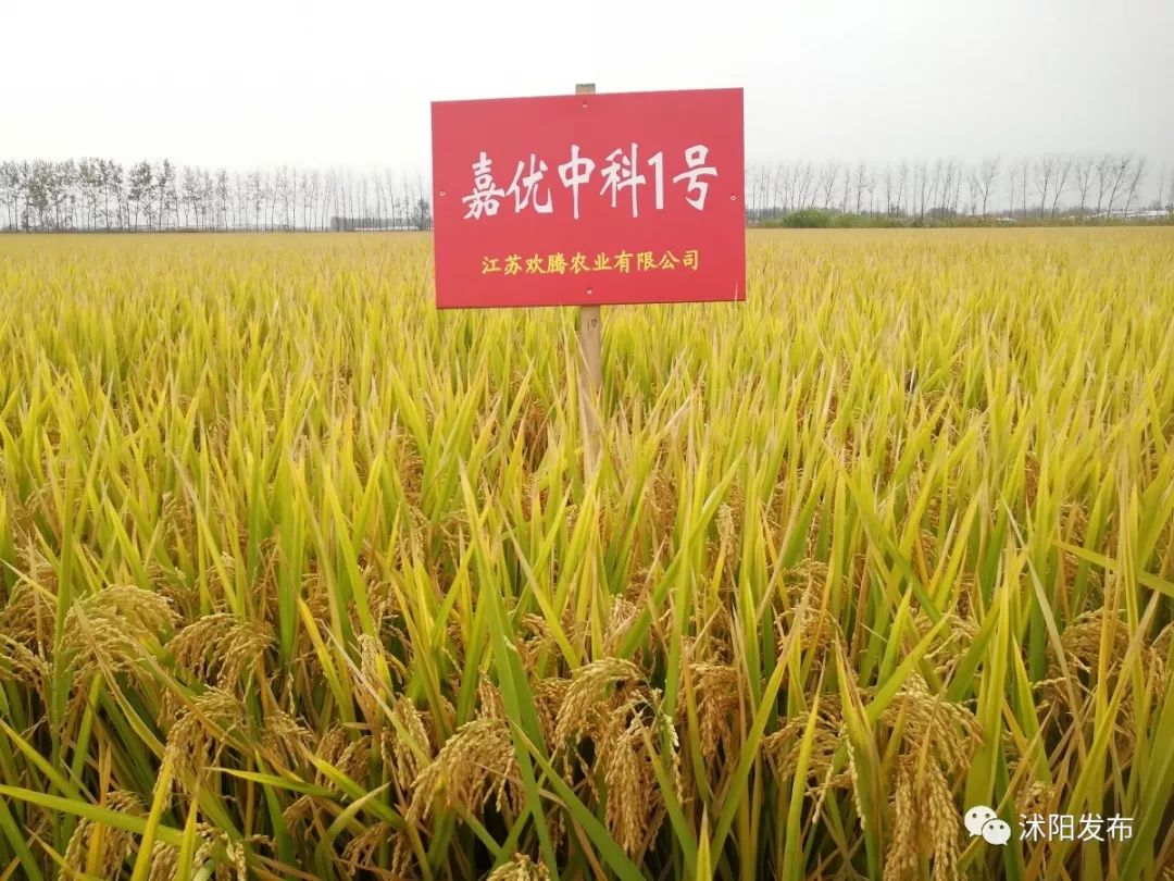 这是一款什么样的水稻"嘉优中科1号"是由中科院遗传所与浙江省嘉兴市