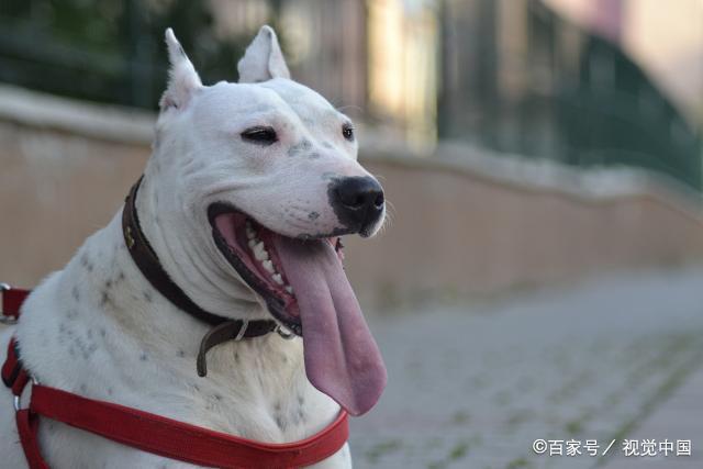 打架狗排名_狗打架(2)