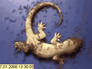 高清gif: 自然界的各种猎杀瞬间