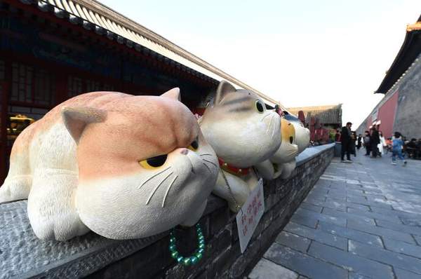 故宫突现巨型御猫,网友:可爱到想搬回家