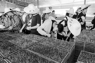 大学生种水稻上热搜但新农科不止种田这么简单