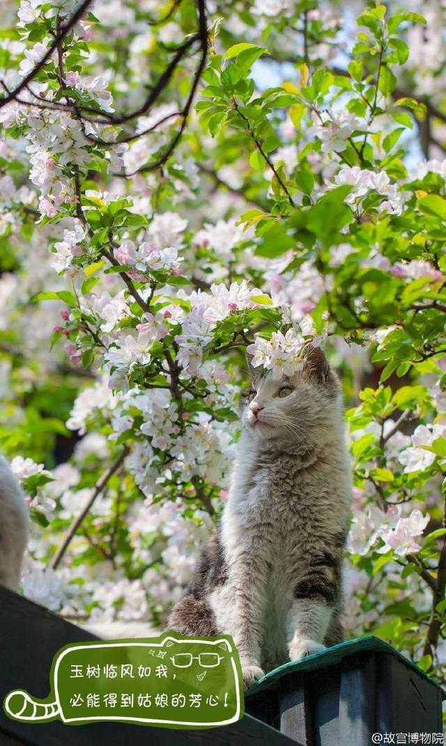 故宫现巨型御猫，以明代锦衣卫、清代御前侍卫形象出现