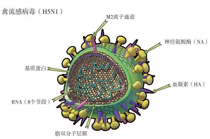 流感病毒结构模型图——来源《流感病毒——躲也躲不过的敌人》