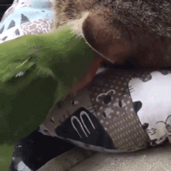 幼鹦鹉帮猫咪洗脸,耳朵鼻子嘴巴一处不漏,堪比自动洗脸仪!